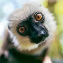 Mr.Lemur